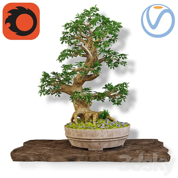 Bonsai